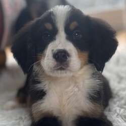 Bernese Mountain Dog Pups/Bernese Mountain Dog/Female/8 weeks,We’re excited to share that our beautiful Bernese Mountain Dog Bonnie has had a healthy litter of stunning puppies — and they’re soon ready to meet their new families!