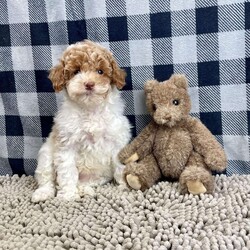Nita/Miniature Poodle									Puppy/Female	/October 6th, 2025,Meet Nita a cute little Miniature Poodle, she is ACA Reg. Vet checked and shots are up to date.   parents weights are mom (Niki) 9 lbs and dad (Spiker) 13.2 lbs 