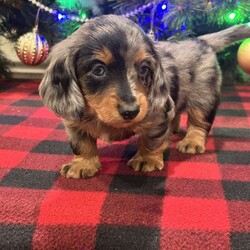 Lucas/Dachshund									Puppy/Male	/6 Weeks,We are excited for you to meet Lucas! This most adorable long haired mini dachshund puppy. All our puppies come with Full 
