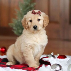 Angel/Golden Retriever									Puppy/Male	/7 Weeks,Meet Angel, an incredibly sweet and playful ACA Golden Retriever puppy! With her soft, golden coat and soulful eyes, she’s the perfect combination of beauty and charm. Golden Retrievers are known for their friendly and loyal nature, and this girl is no different. She loves to run, play, and explore, but also enjoys snuggling up for some quiet time. Whether it’s a walk in the park or relaxing day at home, her cheerful spirit will make every day brighter. She’s ready to become a loving companion to anyone lucky enough to welcome her into their home!