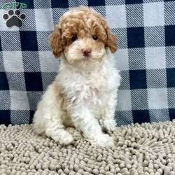 Nita/Miniature Poodle									Puppy/Female	/October 6th, 2025,Meet Nita a cute little Miniature Poodle, she is ACA Reg. Vet checked and shots are up to date.   parents weights are mom (Niki) 9 lbs and dad (Spiker) 13.2 lbs 