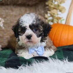Flops/Teddy Bear									Puppy/Male	/12 Weeks,Flops is a teddy bear puppy with a gorgeous brown coat and white and black markings that give him a soft, teddy-like appearance. True to his name, Flops is full of energy and charm, always ready to play, explore, and make new friends.