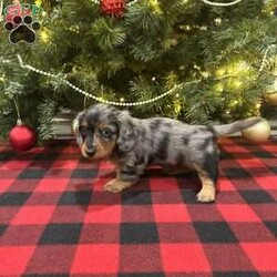 Lucas/Dachshund									Puppy/Male	/6 Weeks,We are excited for you to meet Lucas! This most adorable long haired mini dachshund puppy. All our puppies come with Full 