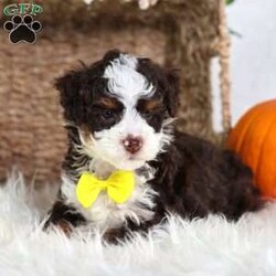 Flax/Mini Bernedoodle									Puppy/Male	/25 Weeks,Flax is a chocolate-coated micro Bernedoodle with a personality as rich and inviting as his fur. Curious, playful, and affectionate, Flax brings energy and warmth to every room he enters. His soft, hypoallergenic coat makes cuddles cozy and safe, perfect for snuggling after a busy day of play.