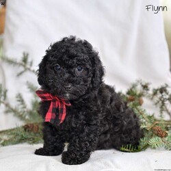Flynn/Miniature Poodle									Puppy/Male	/10 Weeks,Our Mini Poodle puppies are intelligent, affectionate, and full of cheerful energy—everything you could hope for in a loving family companion. These sweet little pups are currently looking for loving homes where they can continue to grow and share their gentle, playful personalities. Raised in a caring family environment, they are well-socialized with children and other pets, helping them develop into confident, friendly, and well-mannered dogs.