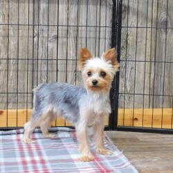 Marcella/Yorkie Poo									Puppy/Female	/9 Weeks,Meet your new BFF, Marchelle! This adorable Yorkie-Poo puppy is vet checked & up to date on shots & wormer, plus comes with a health guarantee provided by the breeder! Marcella is well socialized & currently being family raised with children!