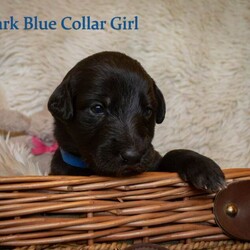 Beautiful bedlington whippet x lurcher puppies!/Whippet/Female/Sex: Mixed Litter,**We have some viewings booked in this weekend on the 6th/7th of December. There are still some available slots if you would like to book a viewing. Weekday viewings are also possible by arrangement**