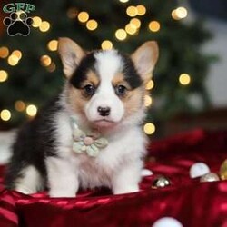 Star/Pembroke Welsh Corgi									Puppy/Female	/8 Weeks,Hi, I’m Star—an absolutely adorable Welsh Corgi with a personality as bright as my name! With my short little legs, fluffy coat, and big expressive eyes, I have a way of making everyone smile the moment I trot into the room. I’m playful, curious, and full of cheerful energy, always ready for a new adventure or a cozy cuddle. Whether I’m bouncing around with my toys or soaking up all the attention I can get, I’m sure to bring joy and warmth wherever I go.