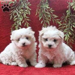 Elmo/Teddy Bear									Puppy/Male	/October 24th, 2025,Meet your new BFF, Elmo! This bubbly Shichon puppy is vet checked & up to date on shots & wormer, plus comes with a health guarantee provided by the breeder! Elmo is well socialized & currently being family raised with children!