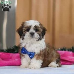 Asher/Shih Tzu									Puppy/Male	/10 Weeks,Meet Asher, an adorable AKC registered Shihtzu who’s brimming with curiosity and charm! With his sweet expression and a personality that shines, he will always be ready to brighten your day. This little guy is always eager to explore the world around him, whether it’s sniffing out new adventures or playfully chasing after his favorite toy. His bright eyes and wagging tail are always full of excitement, ready to turn every moment into a fun-filled experience. If you’re looking for a loyal companion who’s as inquisitive as loving, Asher is the perfect choice! The Mama, Brittany is a gorgeous Shihtzu who weighs 14 lbs. She’s the definition of sweet and gentle, always protecting and caring for her babies. The dad, Ralph is a striking Shihtzu weighing 12 lbs. He showcases his intelligence and elegance in everything he does. He passes down his excellent health, stunning coat, and well-balanced temperament to his puppies. Asher will join his forever family vet checked, up to date on vaccinations, dewormer, and he comes with a 1 year genetic health guarantee for your peace of mind. For more information or to schedule a visit, please call or text us anytime Monday through Saturday. Thanks! –Jonas Hershberger 