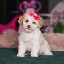 Alice/Miniature Poodle									Puppy/Female	/9 Weeks,Meet Alice, the most adorable ACA Mini Poodle! She’s the perfect combination of sweet affection and lively energy. Known for their intelligence, Poodles tend to be highly trainable and eager to please and they love learning new things that showcase their cleverness. Her hypoallergenic, beautiful coat is not only soft and luxurious but will also shed very minimally, making her the perfect choice for those prone to allergies. Whether she’s prancing proudly by your side on a walk, playing a game, or snuggling up for a quiet moment, she will fill your days with joy!