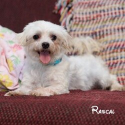 Alex/Morkie / Yorktese									Puppy/Male	/9 Weeks,These adorable Morkie puppies are eagerly looking for loving homes where they’ll be welcomed as cherished family companions. Raised on our farmette ,they receive plenty of daily love, attention, and interaction, helping them grow into confident, well-socialized little pups. Morkies are known for their playful personalities and affectionate nature, making them wonderful pets for families, singles, or anyone looking for a loyal lap companion.