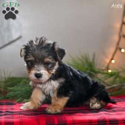 Alex/Morkie / Yorktese									Puppy/Male	/9 Weeks,These adorable Morkie puppies are eagerly looking for loving homes where they’ll be welcomed as cherished family companions. Raised on our farmette ,they receive plenty of daily love, attention, and interaction, helping them grow into confident, well-socialized little pups. Morkies are known for their playful personalities and affectionate nature, making them wonderful pets for families, singles, or anyone looking for a loyal lap companion.