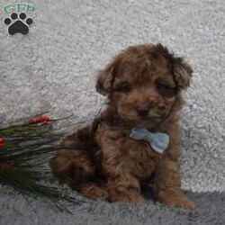 Garfield/Toy Poodle									Puppy/Male	/8 Weeks,Hi my name is Garfield!  I’m a sweet,outgoing playful puppy who looking for my furever home so please pick me for your furever companion. 