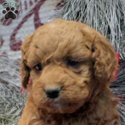 Sal/Miniature Poodle Mix									Puppy/Male	/11 Weeks,Sal is a soft and sweet Miniature Poodle Mix puppy who will love being adored by his forever family! This gentle little guy is being socialized and family raised, getting ready to meet you. Sal comes home microchipped and with a 30 day health guarantee as well as an extended genetic health guarantee, both provided by the breeder. This cutie has also been seen by a vet and is up to date on shots and de-wormer.