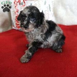 Lilly/Toy Poodle									Puppy/Female	/10 Weeks,Our adorable AKC-registered Blue Merle Toy Poodle, Lilly has been lovingly raised and is well socialized, making her gentle, loving, and ready to become a cherished family member. She is expected to mature around 6–8 lbs. She is microchipped, up to date on vaccinations and wormer, and comes with a 30-day health guarantee plus a 2-year genetic health guarantee for added peace of mind.
