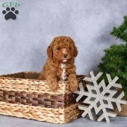 Holly/Miniature Poodle									Puppy/Female	/November 10th, 2025,Meet Holly, a sweet miniature poodle puppy who is ready to steal your heart and become your newest best friend! Holly has been lovingly raised in the Kauffman home, surrounded by love and care, and is completely accustomed to the everyday sights and sounds of a normal household. She is gentle, affectionate, and full of puppy curiosity, making her the perfect companion for families, singles, or seniors looking for a loving furry friend.