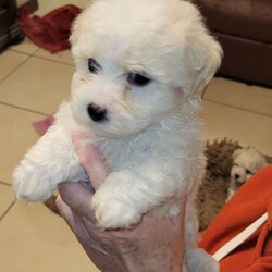Bichon frise pups for sale /Bichon Frise/Female/Sex: Female,For sale beautiful bichon frise pups. Full pedigree mother and father can be seen. Male and female available. Will be vet checked wormed microchipped and vaccinated. Hyro allergenic. Great with children.  Will be ready to go on the 27th of December.