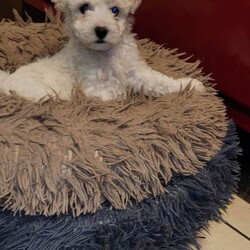 Bichon frise pups for sale /Bichon Frise/Female/Sex: Female,For sale beautiful bichon frise pups. Full pedigree mother and father can be seen. Male and female available. Will be vet checked wormed microchipped and vaccinated. Hyro allergenic. Great with children.  Will be ready to go on the 27th of December.