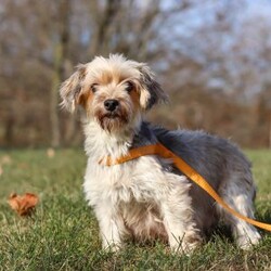 Brady/Morkie / Yorktese									Puppy/Male	/12 Weeks,Meet Brady, an irresistibly cute F1B male Morkie with a big personality in the perfect cuddle-sized package. With his soft, fluffy coat, bright eyes, and heart-melting face, he’s as charming as they come. Sweet and affectionate, Brady also has a playful, spunky side that keeps things fun.