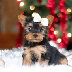 Eden/Yorkie									Puppy/Female	/9 Weeks,Meet Eden, the most darling little ACA Yorkshire Terrier you’ll ever encounter! With her soft, black & tan coat and twinkling eyes, she’s a picture of pure charm. She boasts a spunky yet sweet personality, she loves cozy snuggles as much as she does active play sessions. Yorkies are often described as loyal, intelligent and feisty dogs; despite their tiny size, they have big personalities and tend to steal the spotlight with their confident demeanor. She is the perfect blend of affection and sass, making her an irresistible companion for anyone lucky enough to welcome her into their home!