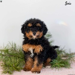 Josie/Miniature Poodle									Puppy/Female	/October 19th, 2025,Meet Josie, an adorable mini Poodle puppy with a sweet personality and a heart full of love. Josie is looking for a loving forever home where she can continue to thrive and be cherished as a true family member. She has been family raised and has received plenty of daily interaction, helping her grow into a confident, well-socialized puppy who enjoys both people and gentle play.