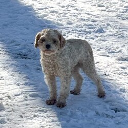 Ruger/Cockapoo									Puppy/Male	/9 Weeks,Meet Ruger, this sweet and adorable Cockapoo! A wonderful little guy bubbling with joy!