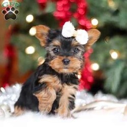 Eden/Yorkie									Puppy/Female	/9 Weeks,Meet Eden, the most darling little ACA Yorkshire Terrier you’ll ever encounter! With her soft, black & tan coat and twinkling eyes, she’s a picture of pure charm. She boasts a spunky yet sweet personality, she loves cozy snuggles as much as she does active play sessions. Yorkies are often described as loyal, intelligent and feisty dogs; despite their tiny size, they have big personalities and tend to steal the spotlight with their confident demeanor. She is the perfect blend of affection and sass, making her an irresistible companion for anyone lucky enough to welcome her into their home!