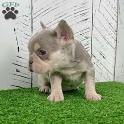 Bliss/French Bulldog									Puppy/Female	/6 Weeks,Meet Bliss, a truly exceptional purebred AKC French Bulldog with breathtaking lilac tan merle coloring and striking blue eyes that instantly capture attention. She boasts a compact, chunky build with excellent structure—small, sturdy, and full of presence. Bliss is the definition of quality in a Frenchie puppy. Her rich merle patterning, soft pastel tones, and confident stance make her a standout choice for anyone seeking both beauty and substance in one unforgettable pup. Bliss at a Glance: • Breed: Purebred French Bulldog • Color: Lilac Tan Merle • Eyes: Blue • Build: Compact, chunky, and well-balanced • Birthdate: November 8, 2025 • Registration: AKC Registered • Health Care: Up to date on shots & dewormings • Included: Microchipped   Health Guarantee • Temperament: Well socialized and family oriented Bliss is more than just stunning—she’s confident, affectionate, and ready to become a cherished member of her new family. Whether you’re looking for a show-stopping companion or a high-end Frenchie with exceptional appeal, she delivers on every level. Delivery available right to your door Contact us today to welcome Bliss into your family