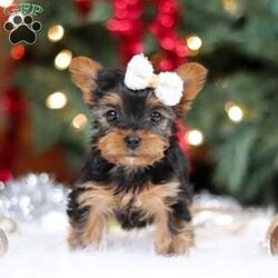 Eden/Yorkie									Puppy/Female	/9 Weeks,Meet Eden, the most darling little ACA Yorkshire Terrier you’ll ever encounter! With her soft, black & tan coat and twinkling eyes, she’s a picture of pure charm. She boasts a spunky yet sweet personality, she loves cozy snuggles as much as she does active play sessions. Yorkies are often described as loyal, intelligent and feisty dogs; despite their tiny size, they have big personalities and tend to steal the spotlight with their confident demeanor. She is the perfect blend of affection and sass, making her an irresistible companion for anyone lucky enough to welcome her into their home!