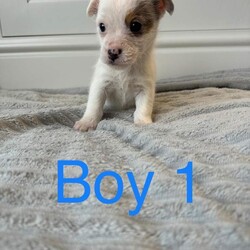 Jack Russell Puppies /Jack Russell/Female/Sex: Mixed Litter,3 beautiful puppies 2 boys and 1 girl ready for their forever homes now. Mum is a pure Jack Russell and a family pet who can be seen on viewing. Dad is a Norfolk Terrier. These puppies have been well socialised with children and all have lovely temperaments and personality. Microchipped, Flea’d and wormed. 