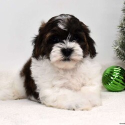 Barney/Shih-Poo									Puppy/Male	/8 Weeks,Hi! I am an adorable Shih-poo looking for a forever home. I promise to be your forever loyal friend and give unconditional love and lots of kisses. I was born on a mini farm in the country where it is very quiet and peaceful. My owners are not your everyday pet owners. They have a state-of-the-art kennel and specialize in poodles mini and toy also shitzus and teddy bears. There are also chickens on the farm that produce plenty of eggs for my owners. Bubbles is our family pet ready to greet you when you arrive to meet me. My parents are examined by a veterinarian on a regular basis for optimal healthr. Puppies will come with… – One year health guarantee – A head to tail examination by a licensed veterinarian and documents will be provided – A puppy starter kit of Nutrisource puppy food. We recommend to mix our food with food of your choice to make transition easier if you choose to feed another brand – Properly vaccinated and wormed along with documentation – Microchip included, once registered, owner can be notified in case I accidentally get lost Options to receive your pet… You are welcome to drive to our location to meet us at our home. We can deliver your pet via a reputable license transporter by ground or air. We can also fly your pet with a flight nanny service to all major airports. If you are interested in pet transportation, please contact us, so we can get a quote for you. Feel free to check out our website. You can find the link in our seller profile. While you are there check out all our reviews from all our happy families.