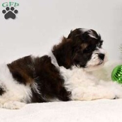 Barney/Shih-Poo									Puppy/Male	/8 Weeks,Hi! I am an adorable Shih-poo looking for a forever home. I promise to be your forever loyal friend and give unconditional love and lots of kisses. I was born on a mini farm in the country where it is very quiet and peaceful. My owners are not your everyday pet owners. They have a state-of-the-art kennel and specialize in poodles mini and toy also shitzus and teddy bears. There are also chickens on the farm that produce plenty of eggs for my owners. Bubbles is our family pet ready to greet you when you arrive to meet me. My parents are examined by a veterinarian on a regular basis for optimal healthr. Puppies will come with… – One year health guarantee – A head to tail examination by a licensed veterinarian and documents will be provided – A puppy starter kit of Nutrisource puppy food. We recommend to mix our food with food of your choice to make transition easier if you choose to feed another brand – Properly vaccinated and wormed along with documentation – Microchip included, once registered, owner can be notified in case I accidentally get lost Options to receive your pet… You are welcome to drive to our location to meet us at our home. We can deliver your pet via a reputable license transporter by ground or air. We can also fly your pet with a flight nanny service to all major airports. If you are interested in pet transportation, please contact us, so we can get a quote for you. Feel free to check out our website. You can find the link in our seller profile. While you are there check out all our reviews from all our happy families.