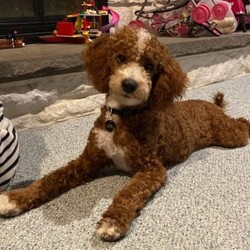 Duke/Cockapoo									Puppy/Male	/12 Weeks,Duke – leader, commander, of high ranking nobility. This young man wears his name well. His dark red complexion adds to his air of nobility. He is inquisitive, friendly and leads the pack. He is vet checked, up to date in shots, has a health guarantee and is ready for his new realm just in time for Christmas.