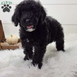 Shadow/Portuguese Water Dog									Puppy/Male	/September 13th, 2025,Shadow is a very outgoing and ornery puppy. Prefers not to hold still for pictures! He is up to date on vaccinations and wormer. Parents have both been health tested. Please feel free to call or text for more info.