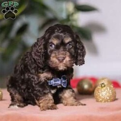 Milo/Cockapoo									Puppy/Male	/8 Weeks,Meet Milo, an absolutely adorable Cockapoo boy with a heart full of sweetness and charm. He loves greeting everyone with happy tail wags and is always ready for cuddles. He has a fun, playful side too—especially when toys or new places are involved. With his soft, wavy coat and warm, expressive eyes, he has a way of melting hearts wherever he goes. Whether he’s tagging along on little adventures or snuggling up for a cozy nap, Milo would make a wonderful addition to any family.