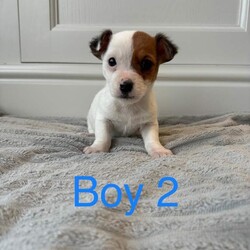 Jack Russell Puppies /Jack Russell/Female/Sex: Mixed Litter,3 beautiful puppies 2 boys and 1 girl ready for their forever homes now. Mum is a pure Jack Russell and a family pet who can be seen on viewing. Dad is a Norfolk Terrier. These puppies have been well socialised with children and all have lovely temperaments and personality. Microchipped, Flea’d and wormed. 