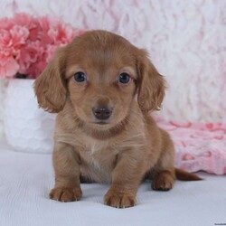 Alice/Dachshund									Puppy/Female	/7 Weeks,Meet Alice! A gorgeous Miniature Dachshund puppy. Alice has a sweet personality & the softest coat! She loves to play and get all the attention you can give her. She was born and raised with the Mast family. 