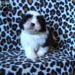 Kash/Shih Tzu									Puppy/Male	/12 Weeks,Meet Kash! He is an adorable, and loving Shihtzu puppy, and is ready to find his forever family. He is up to date on shots and wormer, and is vet checked. He also comes with an additional 1 year genetic health guarantee, and is ACA registered. These puppies are known for being affectionate, cuddly, & social dogs, making them great family pets and companions. Call today to make this pup yours!