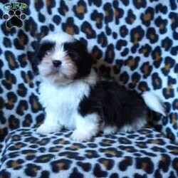 Kash/Shih Tzu									Puppy/Male	/12 Weeks,Meet Kash! He is an adorable, and loving Shihtzu puppy, and is ready to find his forever family. He is up to date on shots and wormer, and is vet checked. He also comes with an additional 1 year genetic health guarantee, and is ACA registered. These puppies are known for being affectionate, cuddly, & social dogs, making them great family pets and companions. Call today to make this pup yours!