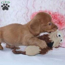 Alice/Dachshund									Puppy/Female	/7 Weeks,Meet Alice! A gorgeous Miniature Dachshund puppy. Alice has a sweet personality & the softest coat! She loves to play and get all the attention you can give her. She was born and raised with the Mast family. 