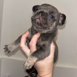 Frenchbulldogs/French Bulldog/Female/Sex: Mixed Litter,Frenchbulldog puppies for sale, exotic colours, rare bloodlines, fled & wormed KC REGISTERED and ready to go! Mum and dad available to view on request. Prices start from 1000