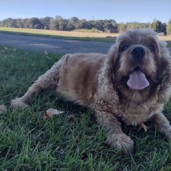 Duke/Cockapoo									Puppy/Male	/12 Weeks,Duke – leader, commander, of high ranking nobility. This young man wears his name well. His dark red complexion adds to his air of nobility. He is inquisitive, friendly and leads the pack. He is vet checked, up to date in shots, has a health guarantee and is ready for his new realm just in time for Christmas.