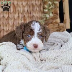 Figo/Mini Bernedoodle									Puppy/Male	/16 Weeks,Figo’s rich chocolate coat is as soft and inviting as his loving personality. This micro Bernedoodle is a little bundle of happiness, eager to spread joy wherever he goes. Figo thrives on human attention, happily playing, exploring, and snuggling with those he loves.