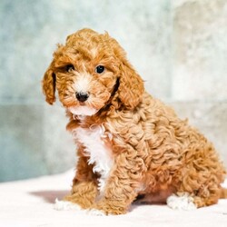 Pepto/Miniature Poodle									Puppy/Male	/October 15th, 2025