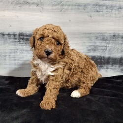 Orbit/Miniature Poodle									Puppy/Male	/11 Weeks,Meet Orbit an awesome little mini poodle puppy! He is an adorable little boy that has been family raised with kids and is very playful and charming. His sweet little face just says won’t you please come play with me? Orbit will come to you vet checked,  dewormed, and up to date on shots. He has such a loving personality and is sure to become your favorite furry friend! Contact us to make Orbit yours today!