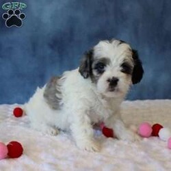 Peony/Shih-Poo									Puppy/Female	/6 Weeks,Peony is a sweet Shih poo puppy who loves to be cuddled and held. She has a gentle, loving personality and enjoys being close to people. Peony is currently on a deworming program and will be up to date on all age-appropriate vaccinations.