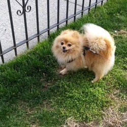 Vicky/Pomeranian									Puppy/Female	/6 Weeks,The puppies are very playful and love to be held. They wag their tails as soon as they see people. Great with children and other animals. Puppies available for pickup from Stroudsburg, Pennsylvania 18360, but I regularly visit Brooklyn, New York 11235 so I could bring him along.