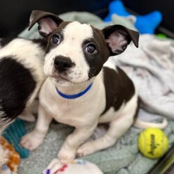 Adopt a dog:Krafty/Terrier/Male/2 m,This confident pup is ready to strut their stuff with a new family. They might be a little mischievous, so they’ll be counting on you to teach them what to do instead through patience and love. Puzzle toys, training, and playtime will help keep their mind and body engaged. They’re looking for adopters who will commit to continuing their puppy education and socialization. They can’t wait to meet you! Get 50% off your puppy adoption fee for successfully completing our Puppy Parent Orientation + quiz!