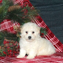 Idris/Bich-Poo									Puppy/Male	/November 1st, 2025,Meet your new BFF, Idris! This wiggly Bich-Poo puppy is vet checked & up to date on shots & wormer, plus comes with a health guarantee provided by the breeder! Idris is well socialized & currently being family raised, making him a perfect addition to your family home!